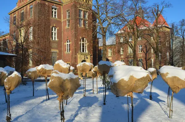 Bomen met die tegen vorst worden beschermd met jute doeken in een sneeuwachtige omgeving