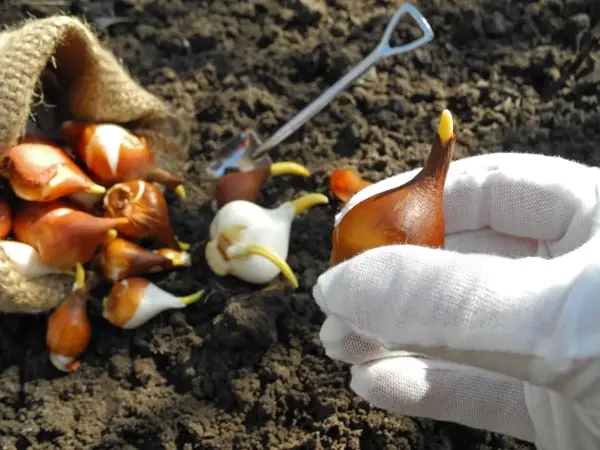 Kleine bloembollen met aarde en een jute zakje op de achtergrond