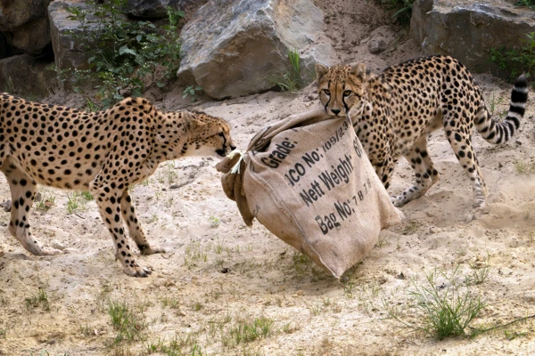 Cheetah's spelend met jute zak als verrijking